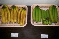 banana comparison