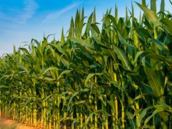 Corn growing in field