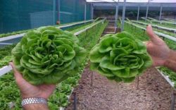 lettuce comparison