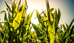 Corn image