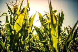 corn growing in field