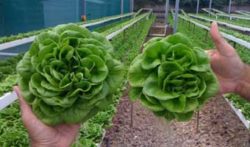 Lettuce comparison image