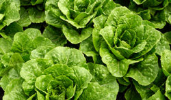 Lettuce image