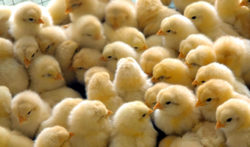 poultry baby chicks