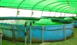 dor-fish-farm