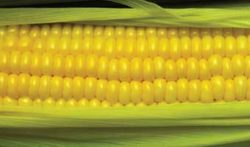 fresh corn image