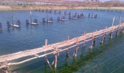 Shrimp Farm