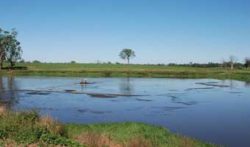 manure lagoon on dairy farm