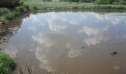 Manure lagoon Wilhemus Dairy