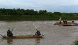 Pangasius Farming In Vietnam