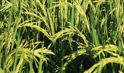 Rice Growing In Field