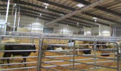 cattle at stock show