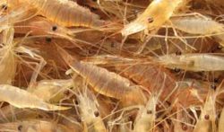 Group of Shrimp