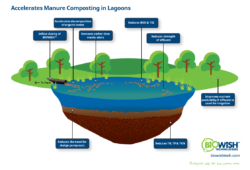 Infographic on the benefits of Manure & Odor on a manure lagoon