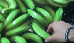 Washing bananas to remove latex