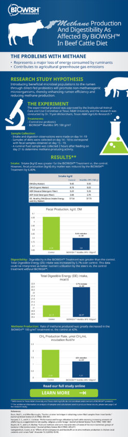 Infographic showing methane reduction in beef cattle