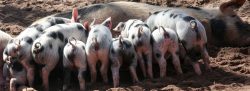 Manure & Odor Treatment: Swine banner