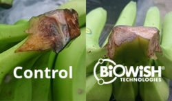 control versus treated bananas