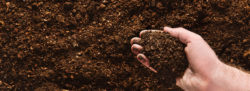 hand full of soil