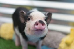 cute-baby-pig