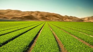 Agricultural-Land_iStock_000019698352-compressed