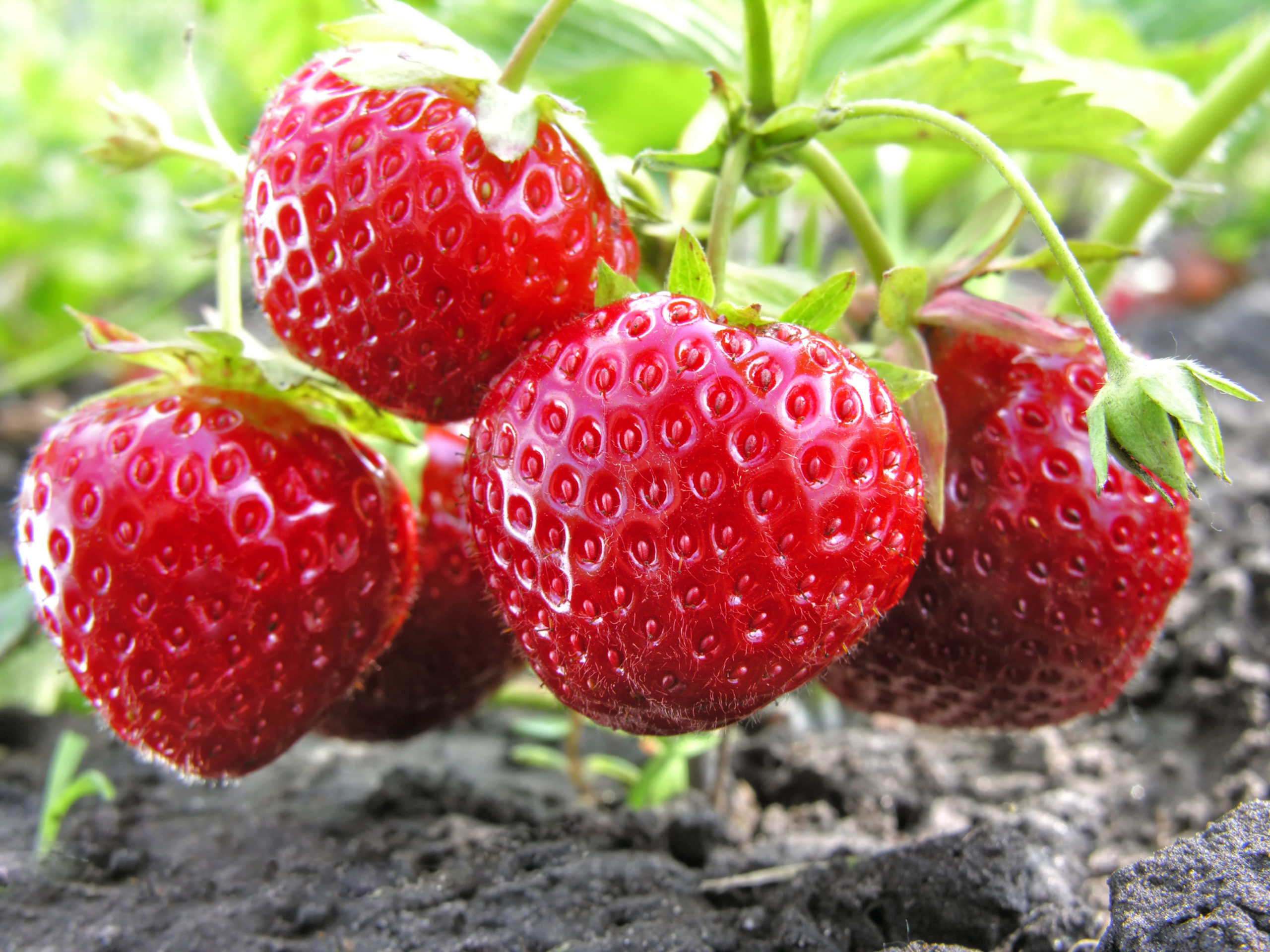 close-up of ripe strawberry