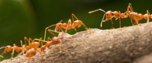 red-ants-marching-feature