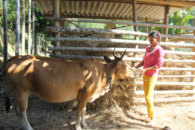 Làm nhà rơm: giải pháp mới cho nuôi trâu, bò vào mùa đông