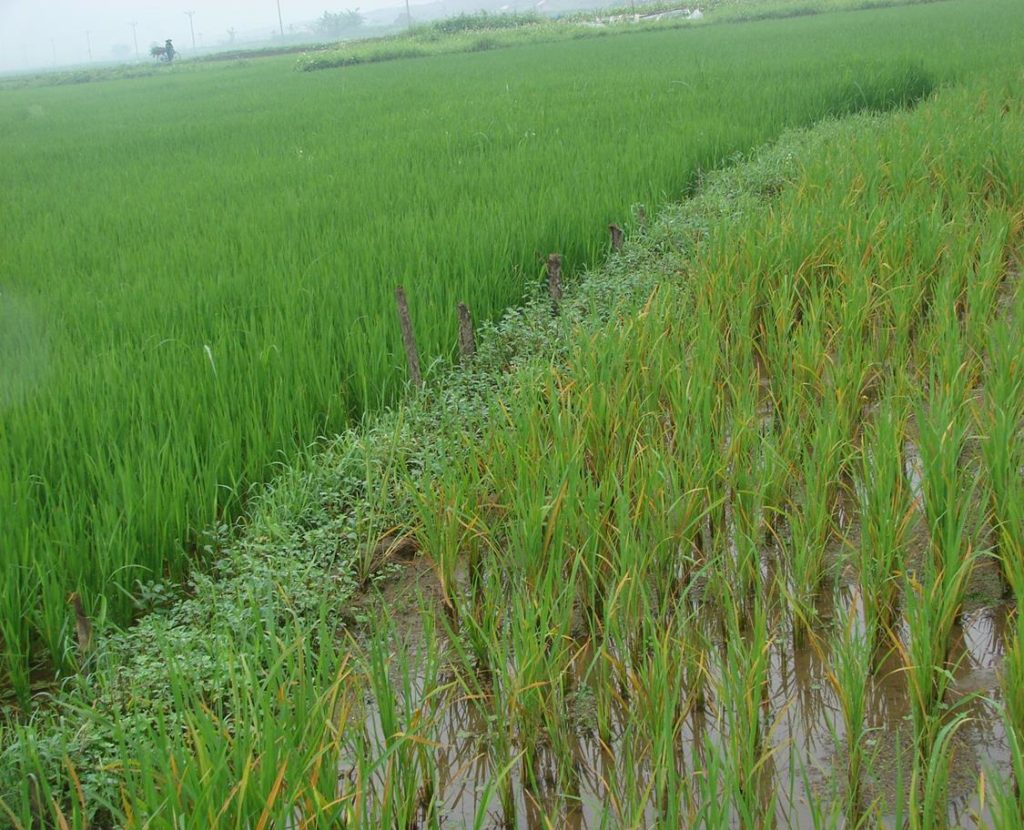 Lúa bị ngộ độc hữu cơ có biểu hiện phần ngọn lá màu vàng đỏ