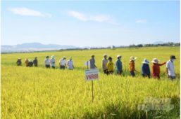 Hai giống lúa thích ứng phèn mặn, chống đổ ngã cực tốt
