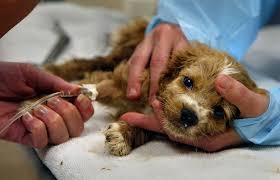 Nguyên nhân chó ỉa ra máu và cách xử lý kịp thời, an toàn với căn bệnh Parvo