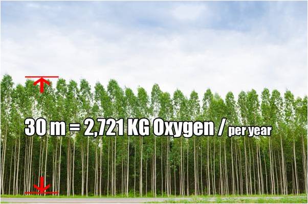 Rừng cây dầu gió ở tại Thái lan. Cây cao 30m cung cấp 2,7 Kg lượng khí Oxy mỗi năm