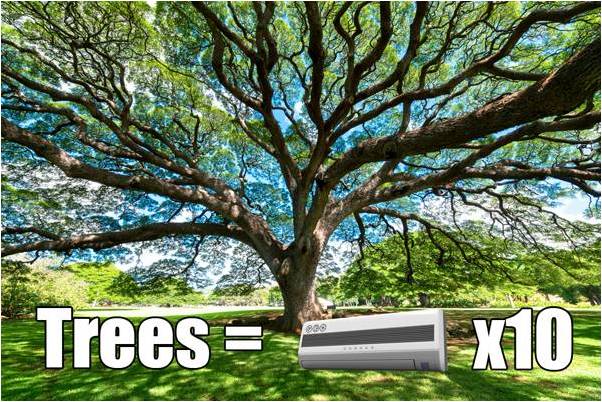 Một cây trưởng thành có chiều cao 25 – 30m có thể tương đương với hiệu quả của 10 máy lạnh cục bộ