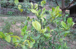 Bệnh vàng lá gân xanh (bệnh greening) trên cây cam quýt
