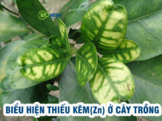 Những tác động của Kẽm (Zn) tới cây trồng