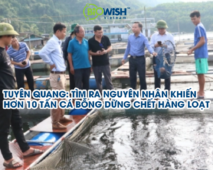 Tuyên Quang: Tìm ra nguyên nhân hơn 10 tấn cá đang lớn bỗng dưng đồng loạt chết