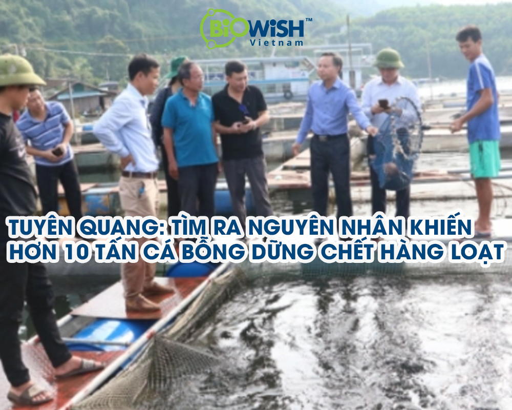 Tuyên Quang: Tìm ra nguyên nhân hơn 10 tấn cá đang lớn bỗng dưng đồng loạt chết