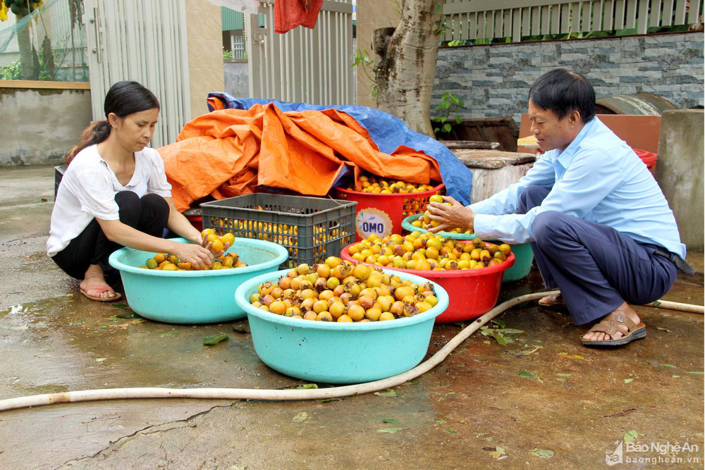 Thủ phủ trồng hồng xứ Nghệ giảm 70% sản lượng, nông dân buồn thỉu buồn thiu