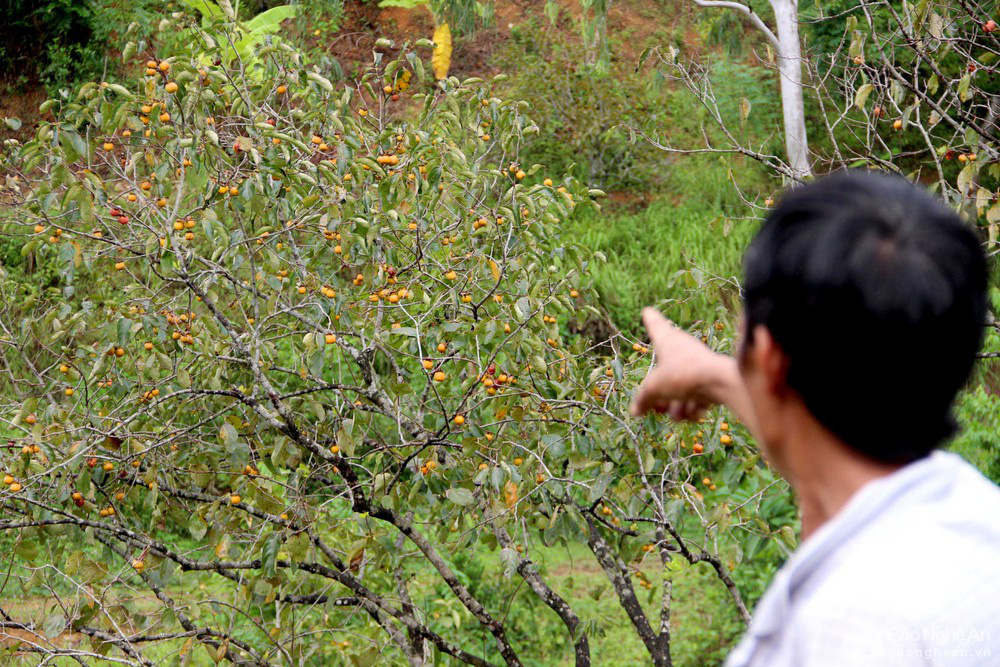 Thủ phủ trồng hồng xứ Nghệ giảm 70% sản lượng, nông dân buồn thỉu buồn thiu