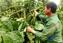 Ứng dụng chế phẩm sinh học BiOWiSH vào trồng trọt