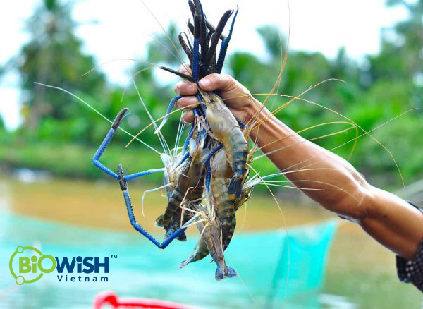 Ứng dụng chế phẩm sinh học BiOWiSH vào thủy sản