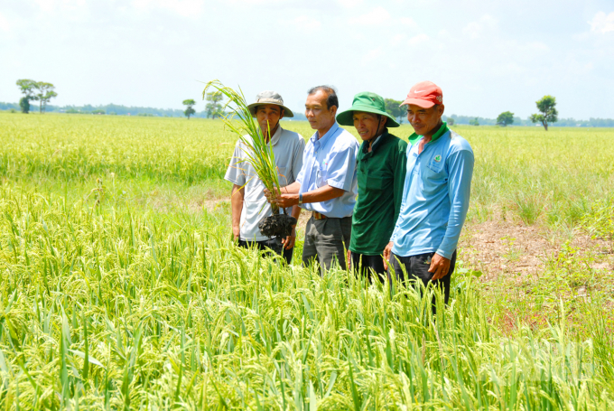 An Giang khuyến cáo nông dân áp dụng các giải pháp tổng hợp nhằm trồng lúa tiết kiệm chi phí.